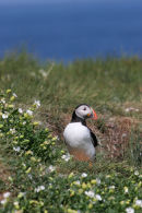 06-5185 Puffin (Fratercula arctica) Surrounded by Sea Campion, Farne Islands, North East Coast of England